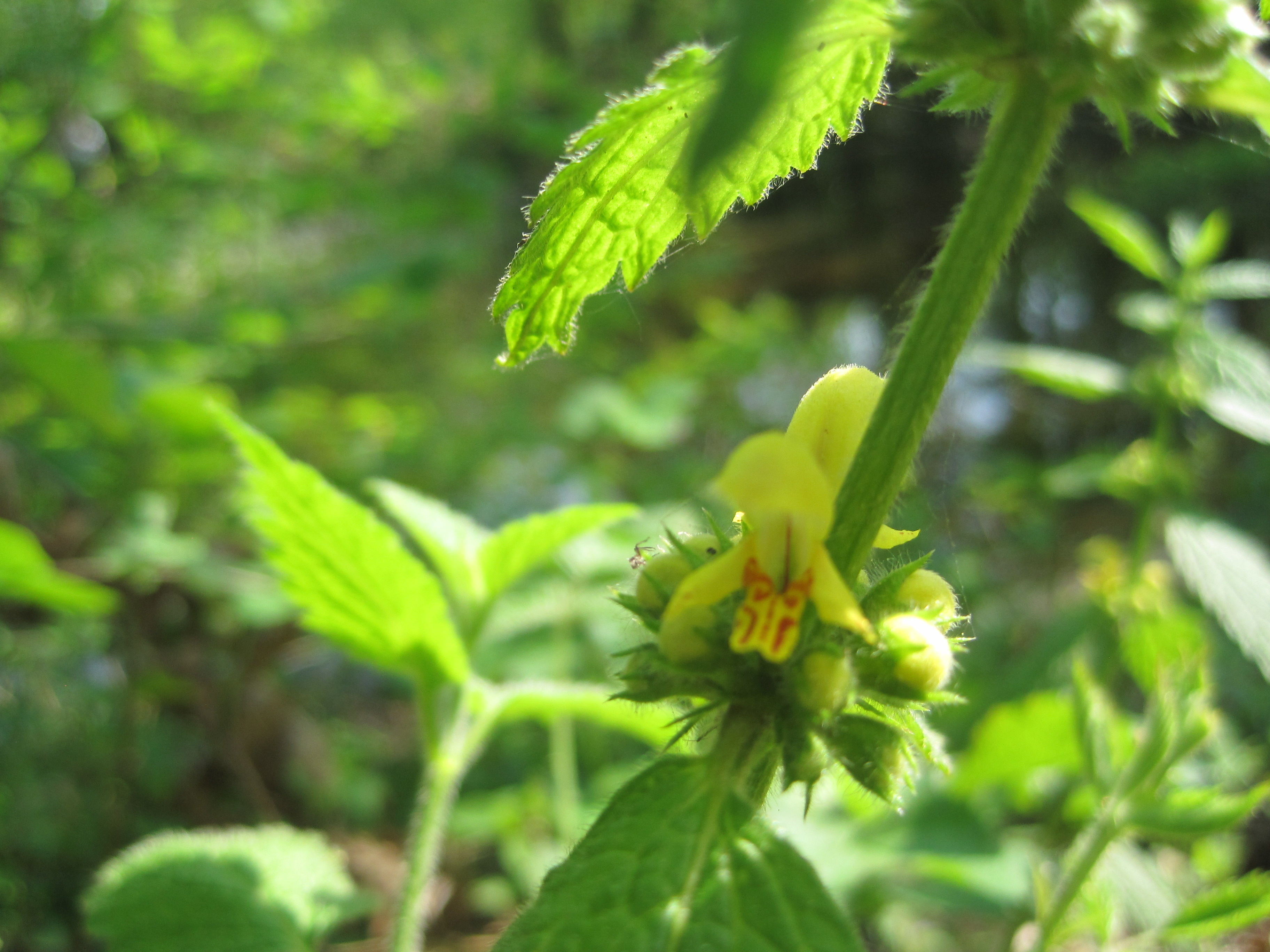 Mimulus Muscade