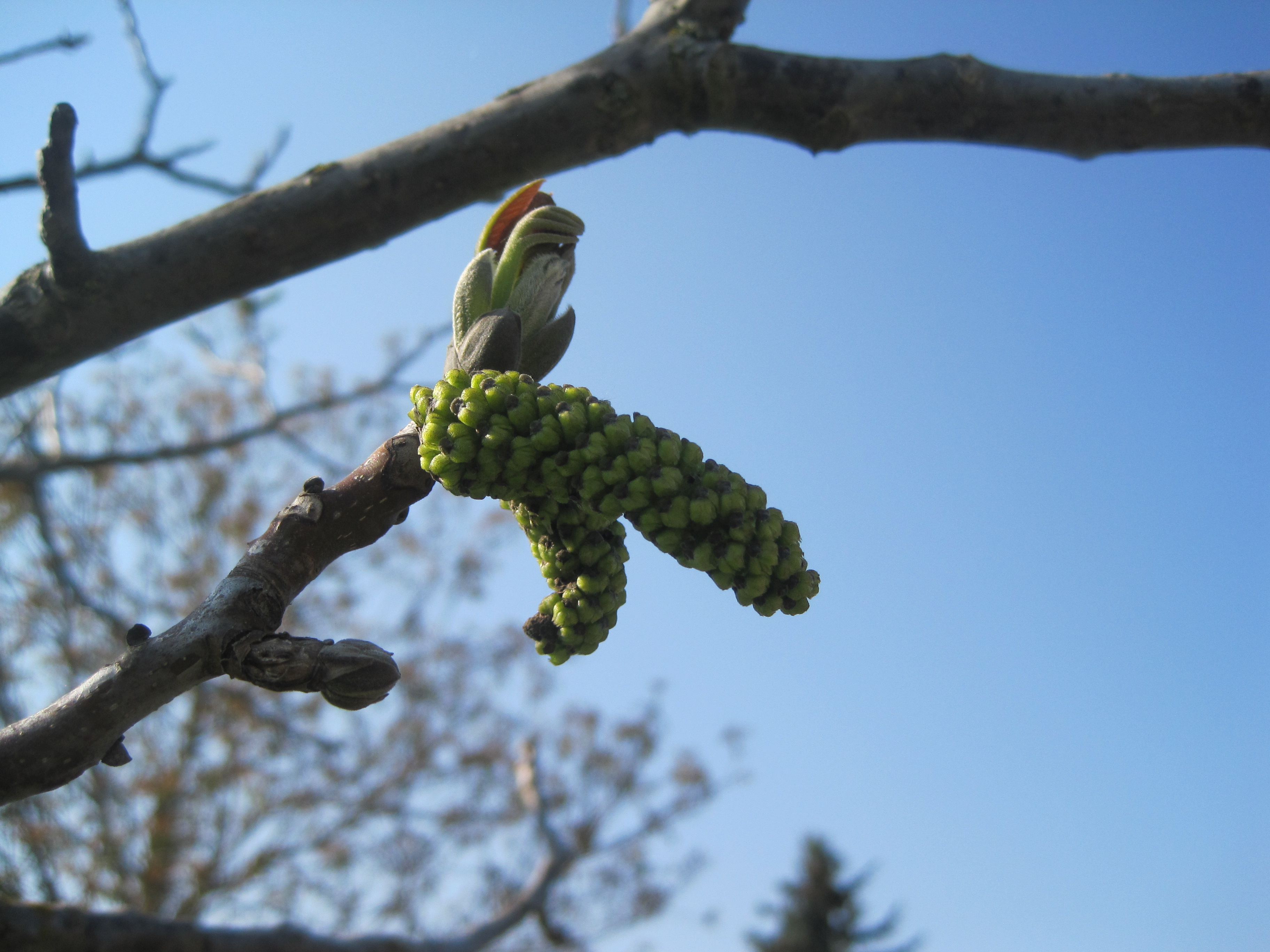 Noyer Walnut (2)