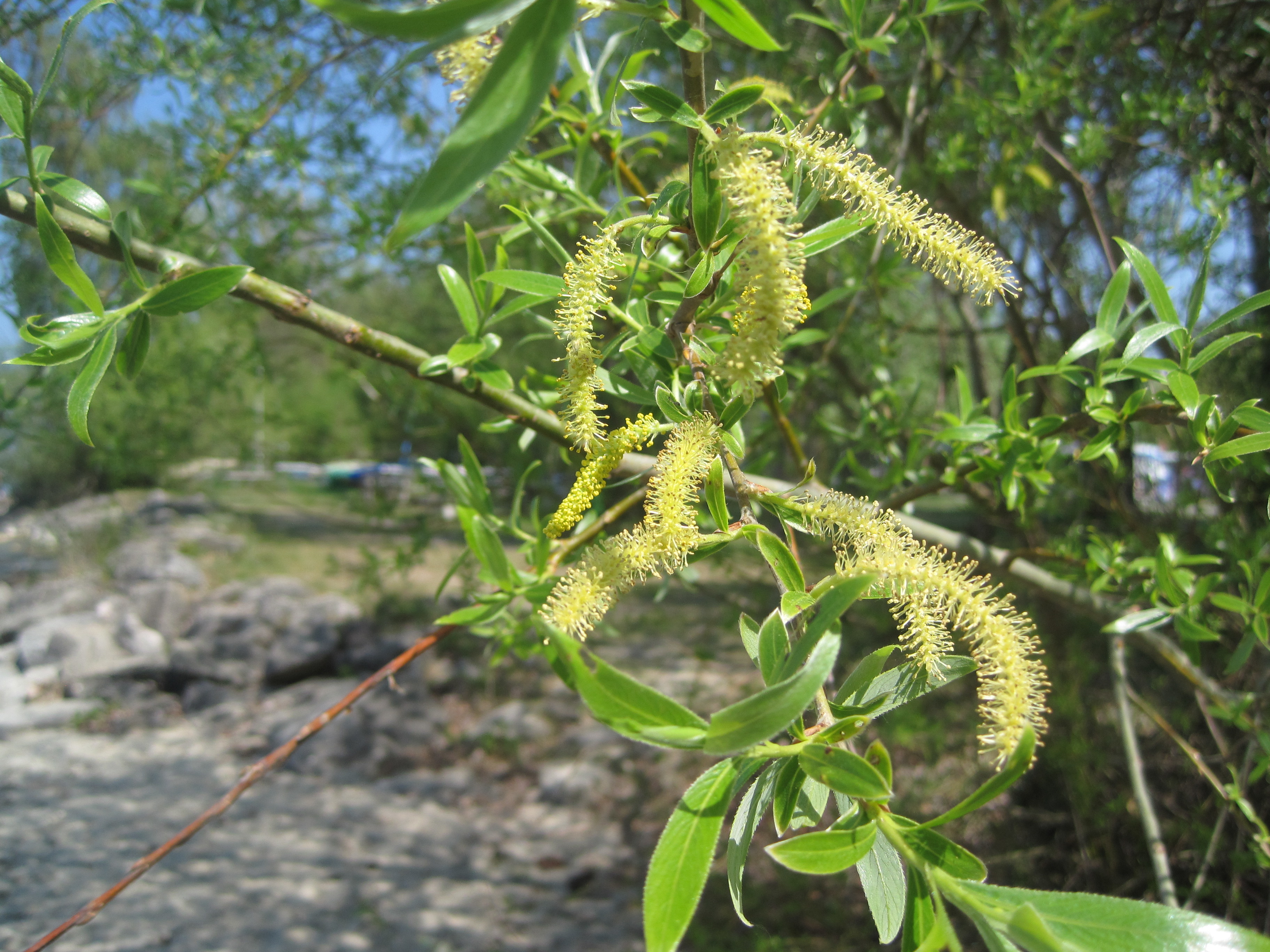 Saule Willow