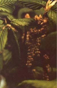 hornbeam