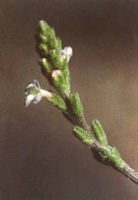 vervain